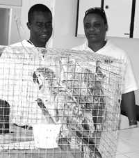 Illegal birds seized and put to sleep