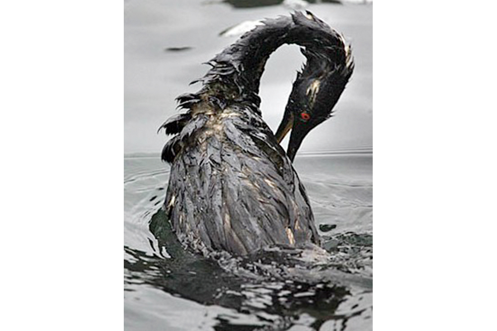 The effects of oil spill on the marine ecosystem Biology Diagrams