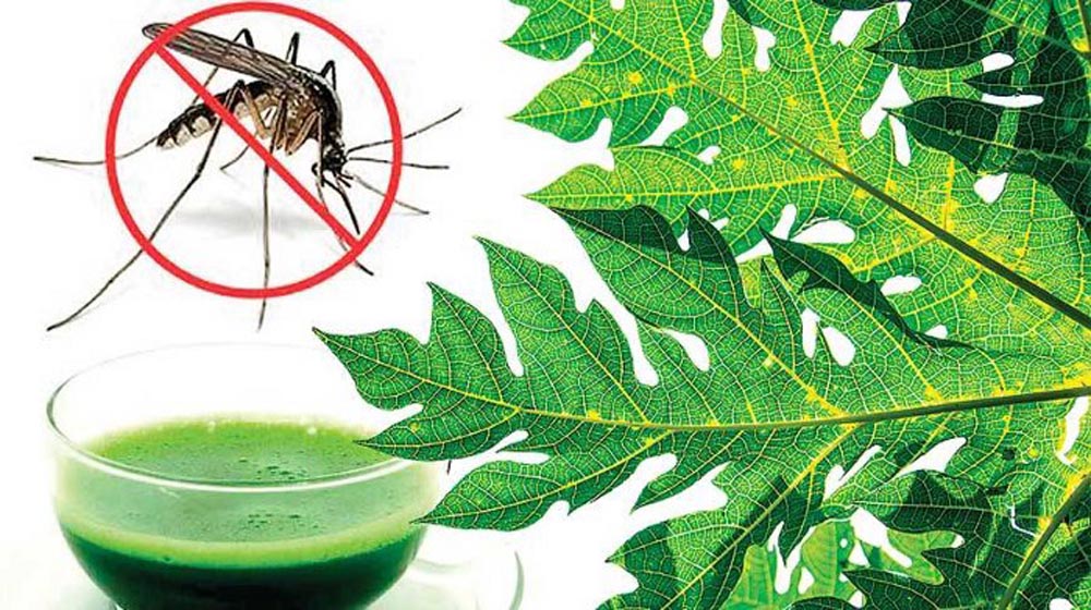 MOH use of papaya leaf extract to treat Dengue Fever