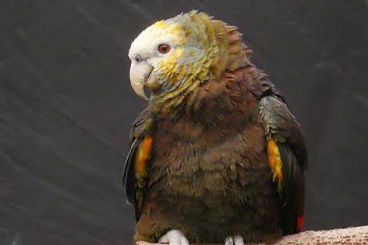 Forestry Division preparing for parrot census
