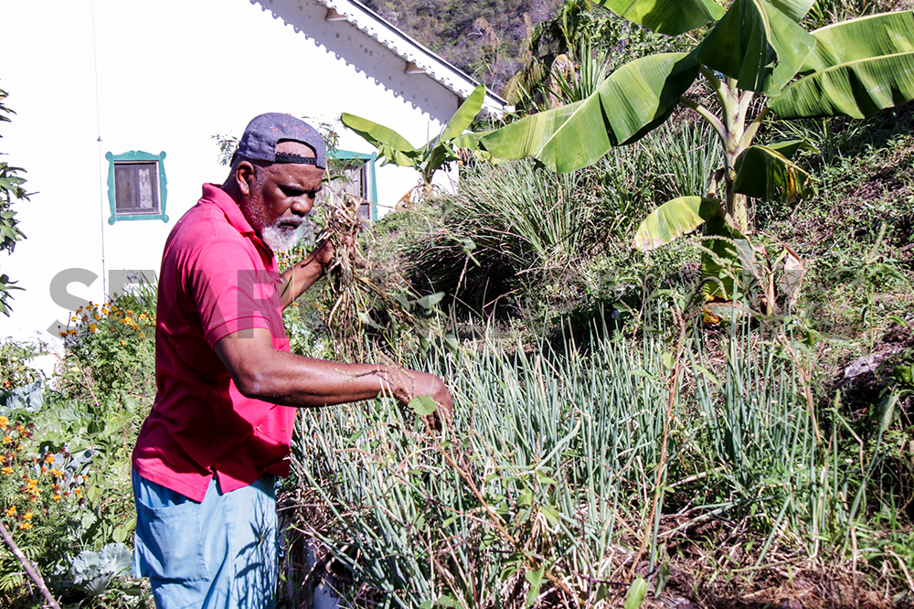 More locals buy into ecological farming - Vimarsana News