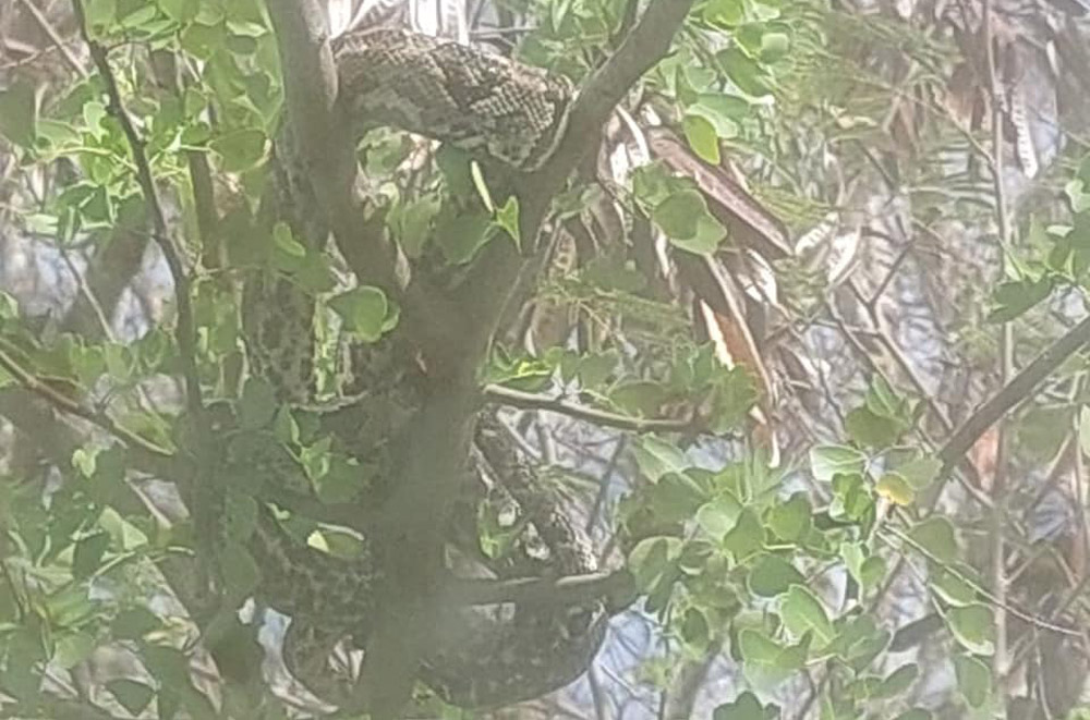 Snake spotted on Bequia not to be feared says forestry official