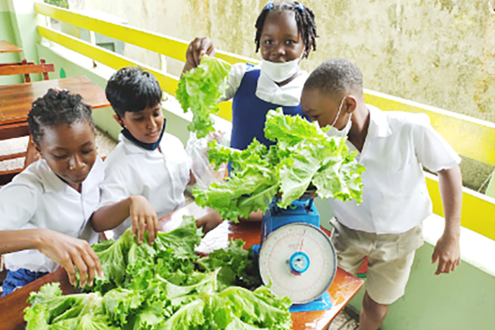 Vegetable gardens started in six primary schools to boost School Feeding Programme Vegetable gardens started in six primary schools to boost School Feeding Programme