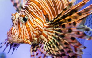 REGIONAL: Bajans told to eat more lionfish to reduce invasive species