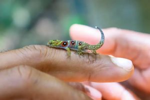 Critically endangered Union Island gecko population bouncing back