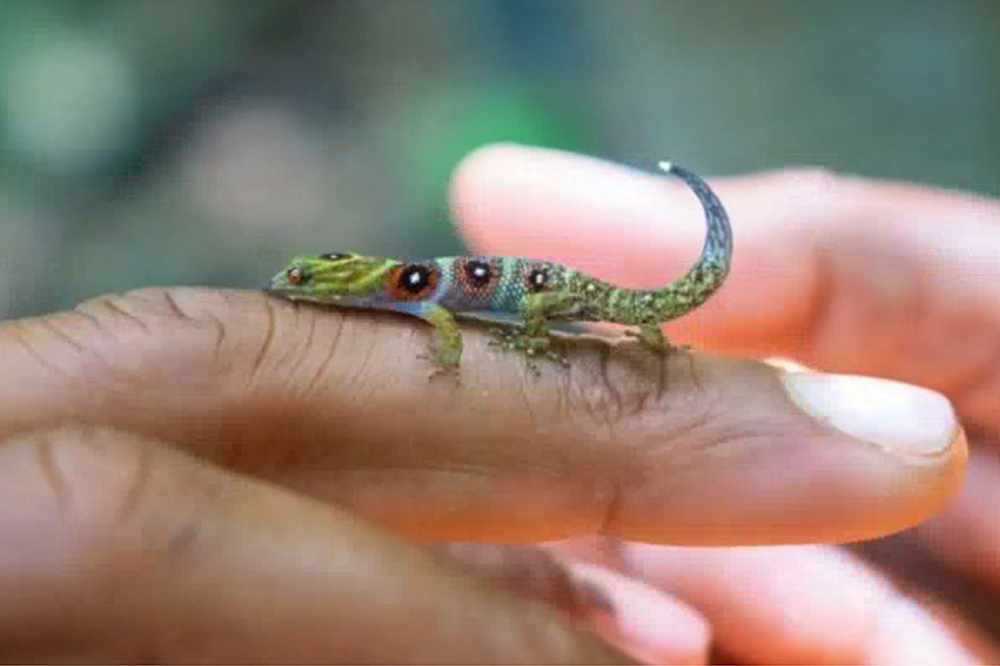 Gecko Rarotonga The Gecko population in Union Island almost doubled in four years