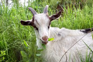 Farmer charged for chopping goat