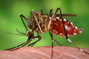 Stay vigilant for Dengue,  Chikungunya and Zika, CARPHA urges