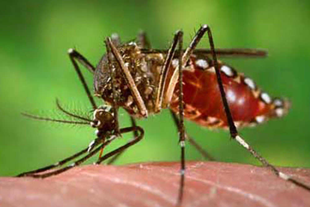 Barbados Ministry of Health declares dengue fever outbreak - Vimarsana News
