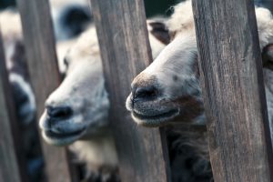 Georgetown operation nets suspected stolen livestock – police