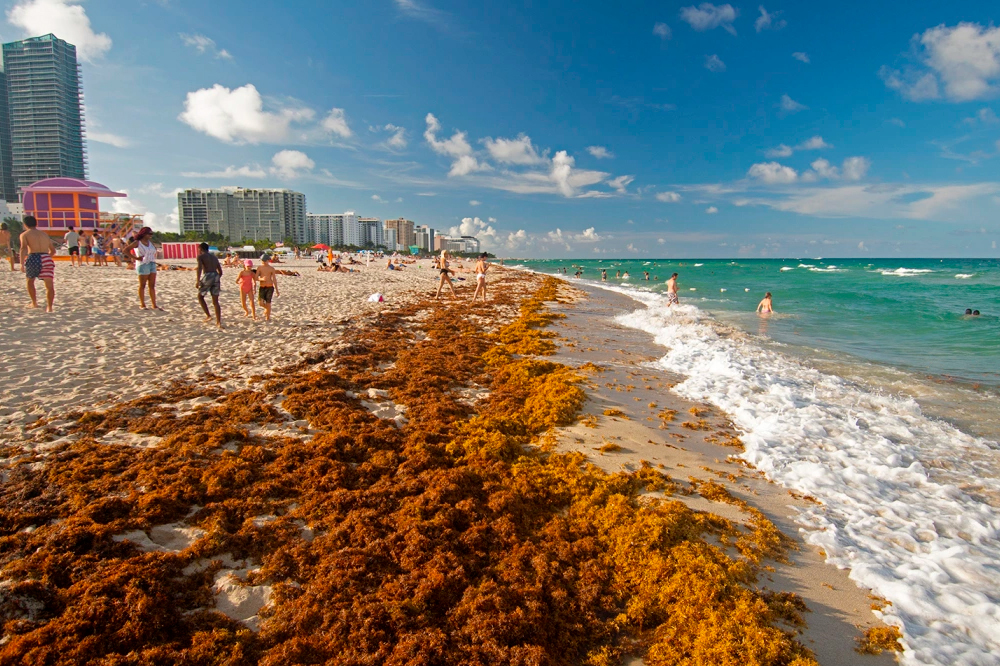 A 5,000-mile-wide blob of sargassum seaweed is headed for the Caribbean ...