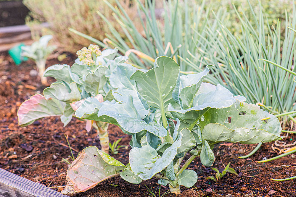 Home gardeners receiving help with their garden plots - Vimarsana News