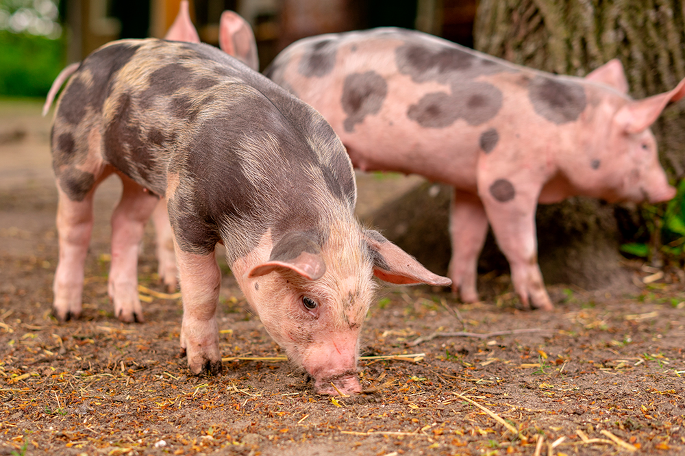 Mespo man pleads not guilty to stealing piglets - Vimarsana News