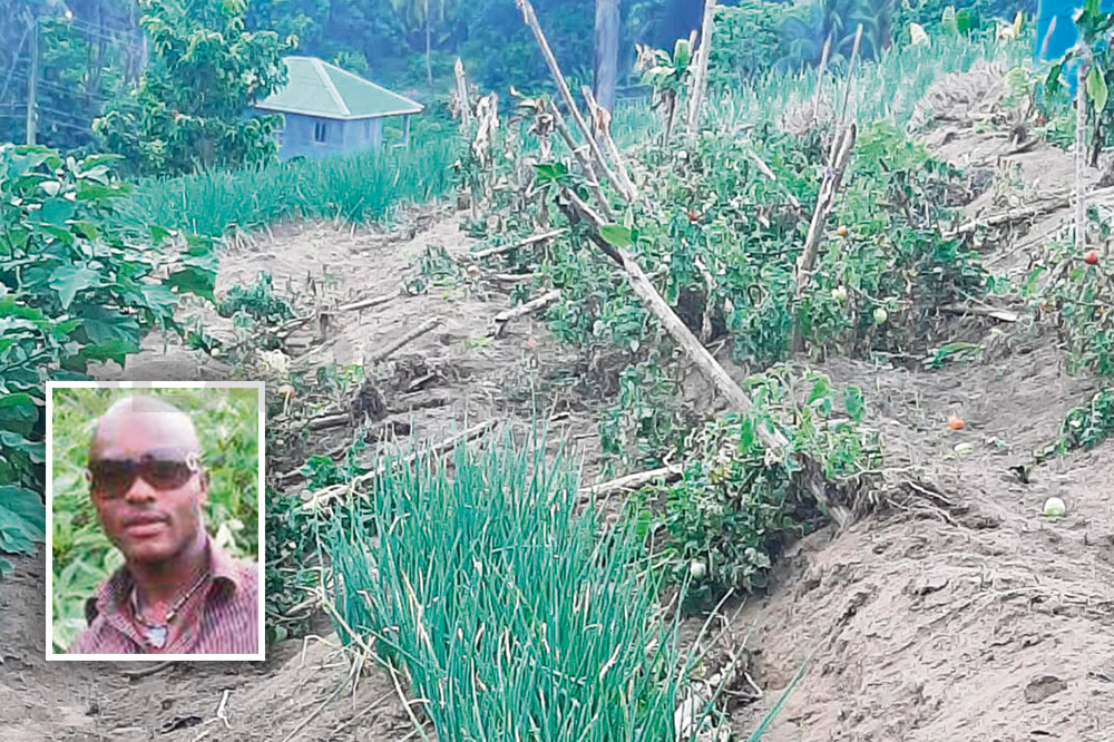 Crop vandals wreak havoc on Lowmans farm - Vimarsana News