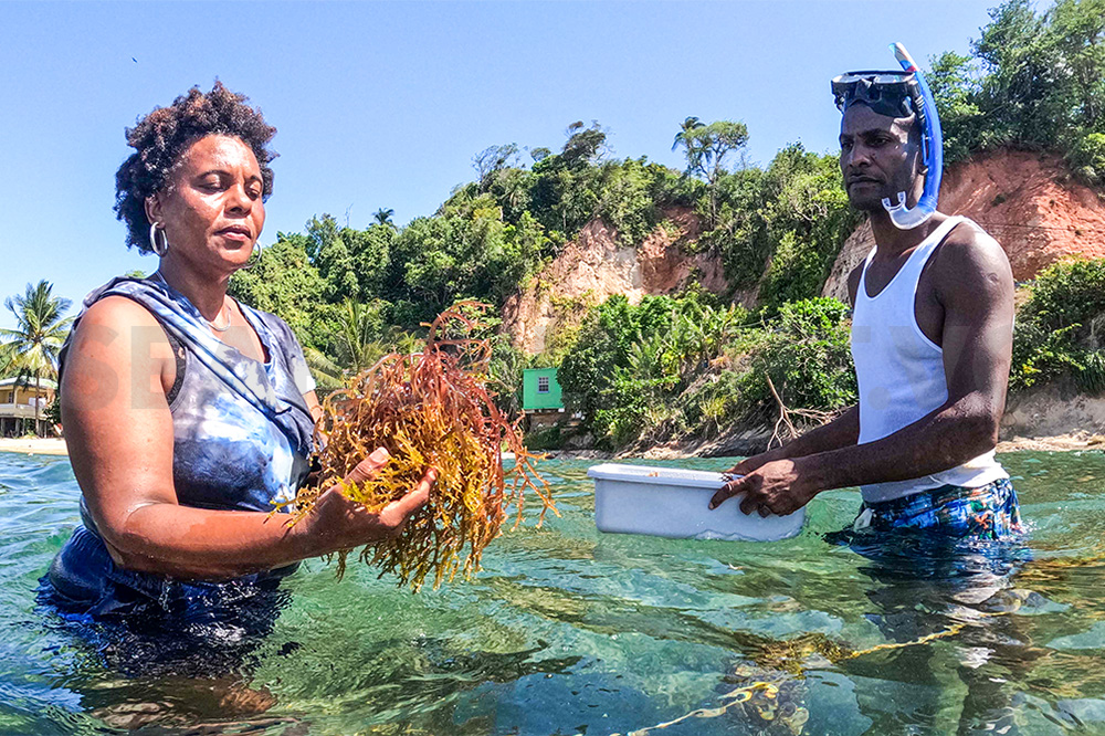 FAO supporting sea moss production in the Caribbean