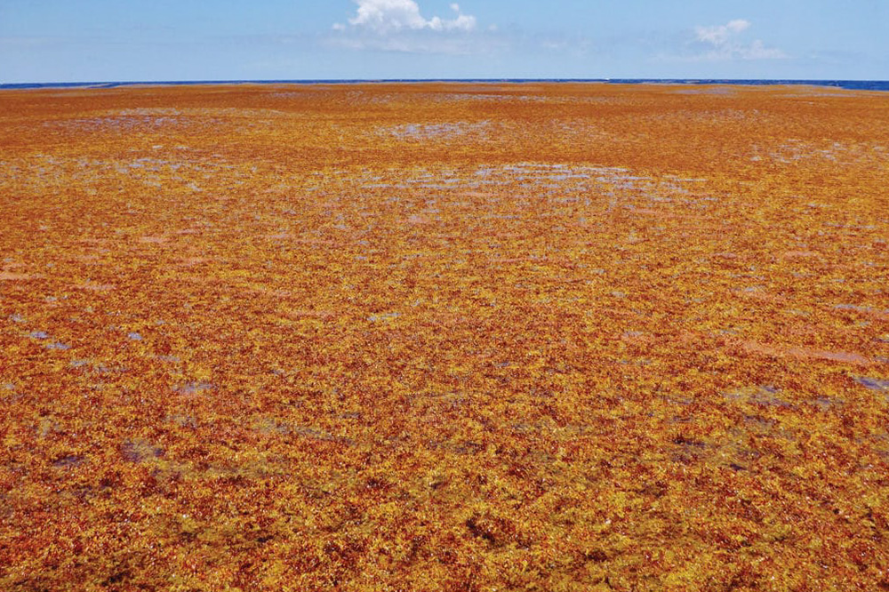 Sargassum invasion in SVG – the worst since 2011