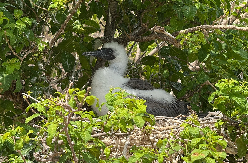 Efforts underway to protect endangered Grenadines seabird habitats
