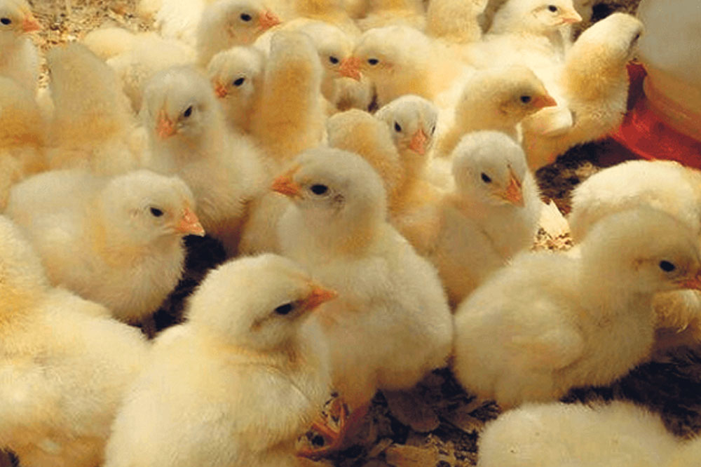 Satellite farmers receive day-old chicks