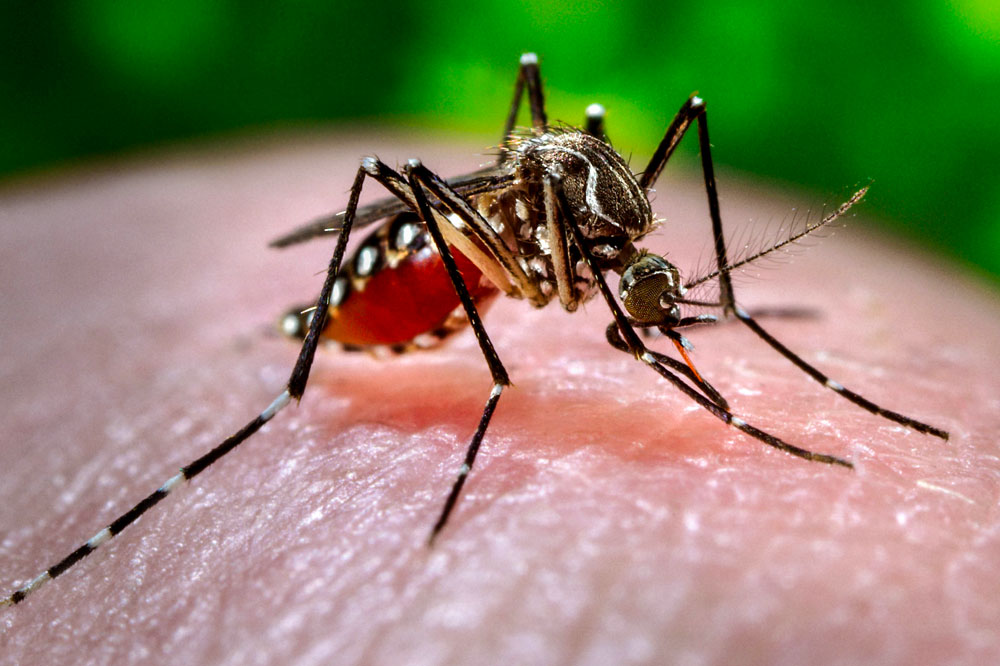 PAHO calls for reinforced surveillance for chikungunya and other  mosquito-borne diseases