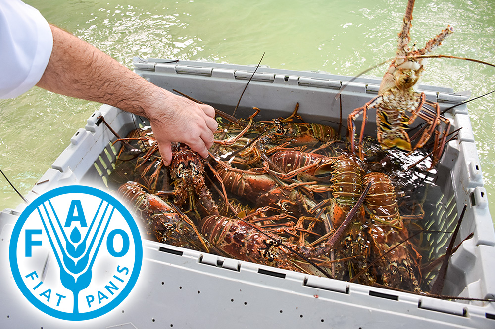 FAO seeking solutions to protect the Caribbean Spiny Lobster