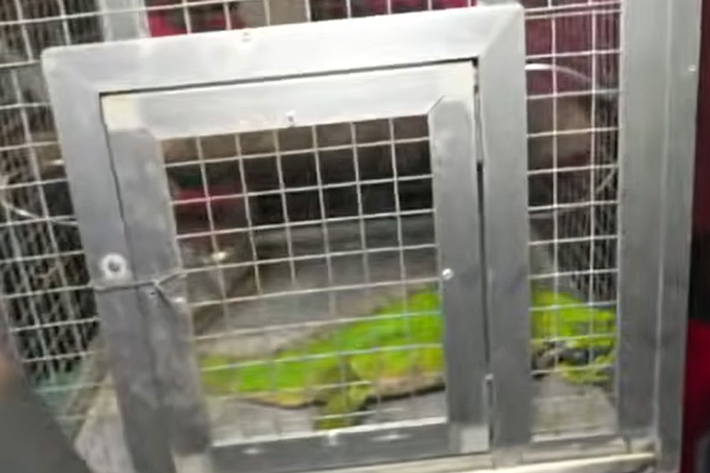 ‘iShowSpeed’s  wildlife cuisine  violated wildlife  protection laws’