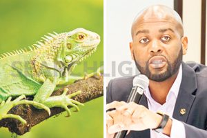 ‘iShowSpeed welcome team sought permission to display live iguana out of season’