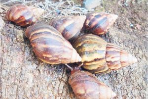 African snails ‘terrorising’ Clare Valley residents