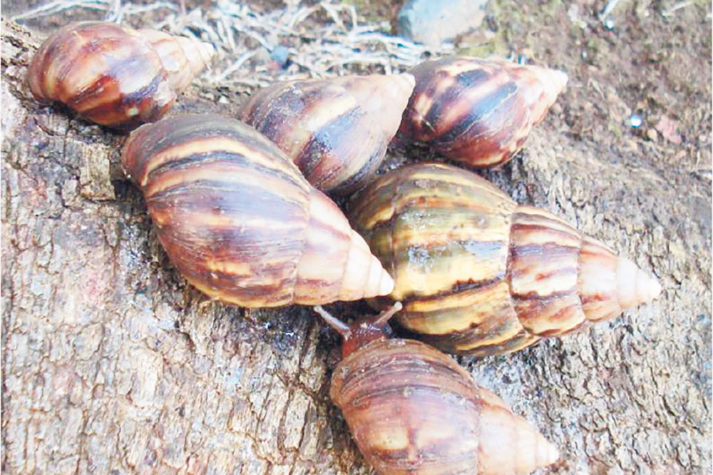 African snails ‘terrorising’ Clare Valley residents